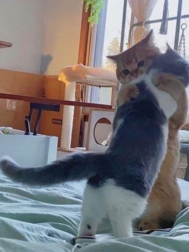 10 Potret Kocak Kucing Bucin sama Pasangannya Ini Bikin Iri