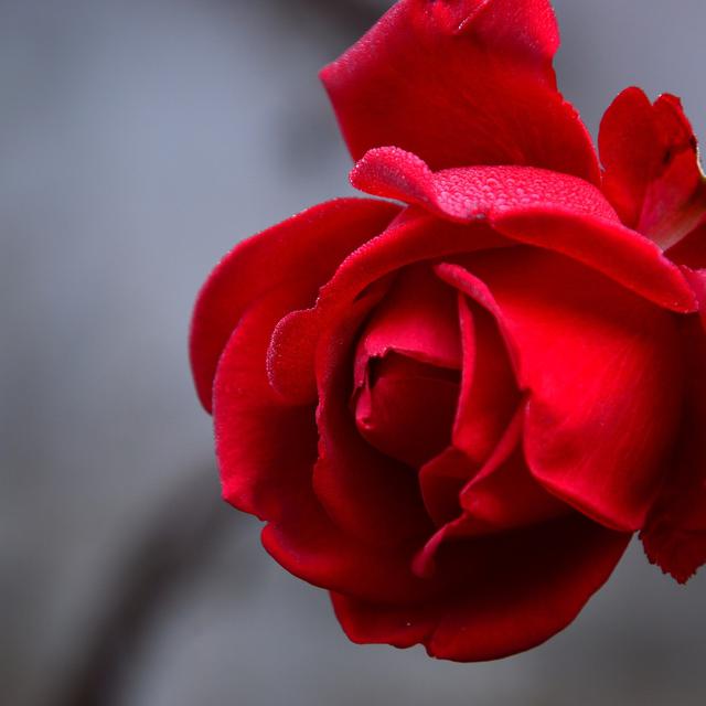 Mengenal Bunga Mawar Dalam Lintasan Sejarah Lifestyle Liputan6 Com