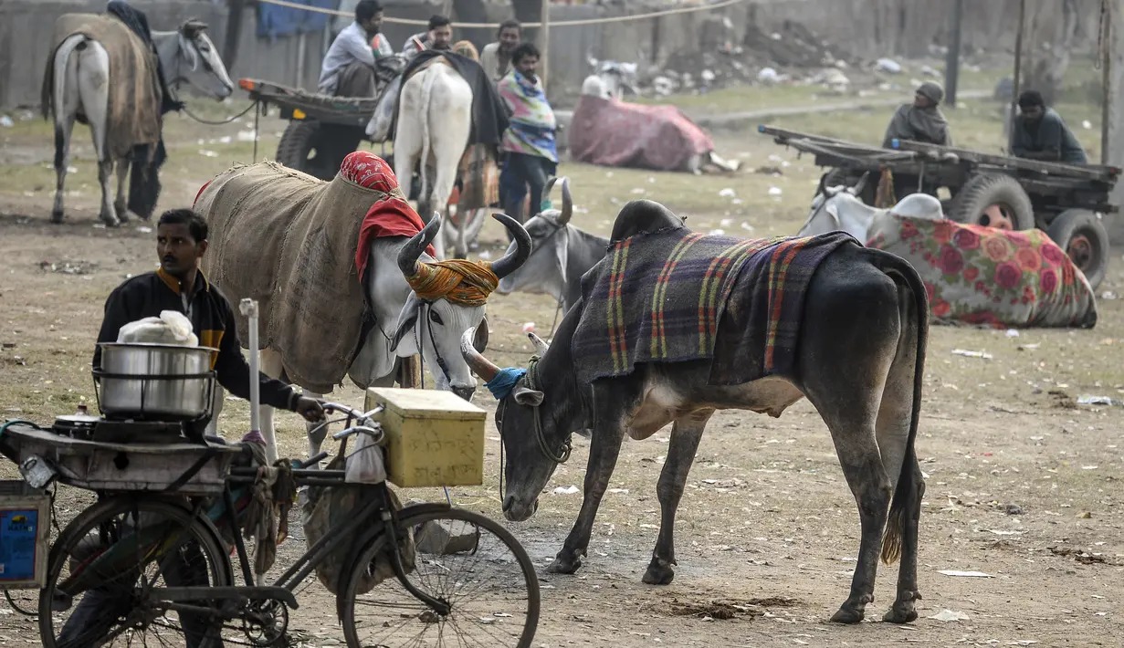 Pedagang melintas dekat sapi jantan yang ditutupi dengan karung goni dan selimut di kawasan lama New Delhi, India pada 21 Januari 2020. Hal tersebut untuk melindungi sapi agar tetap hangat selama bulan-bulan musim dingin. (Photo by Sajjad HUSSAIN / AFP)