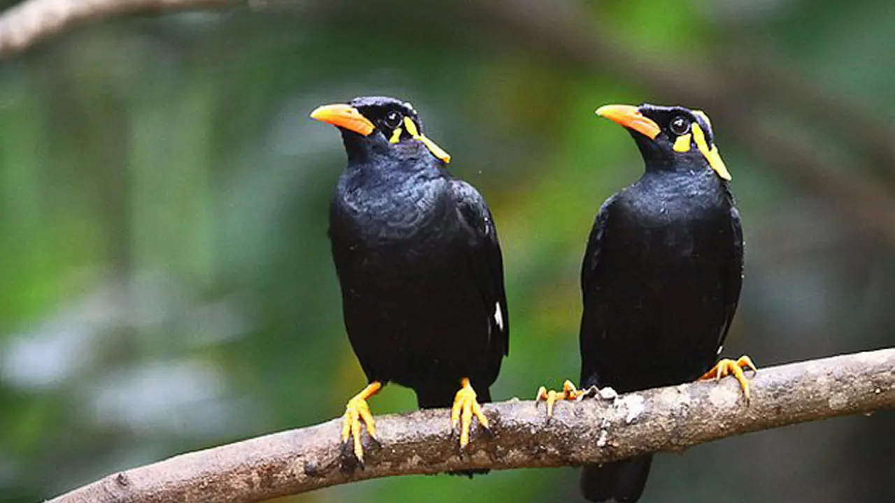 Beo Nias dan Suweg Jadi Maskot Hari Cinta Puspa dan Satwa 2015