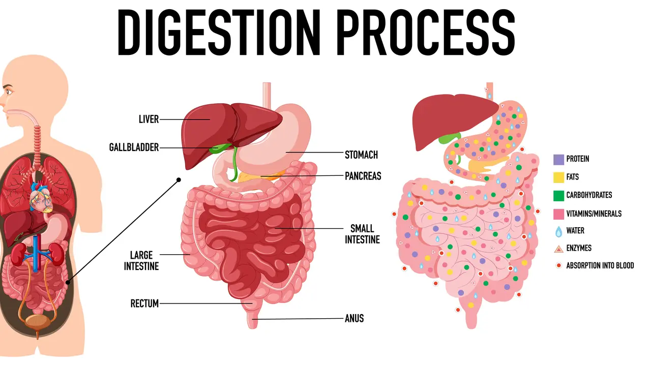 Ilustrasi organ sistem pencernaan