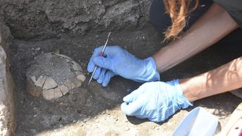FOTO: Fosil Kura-Kura dan Telurnya Ditemukan di Reruntuhan Kota Pompeii