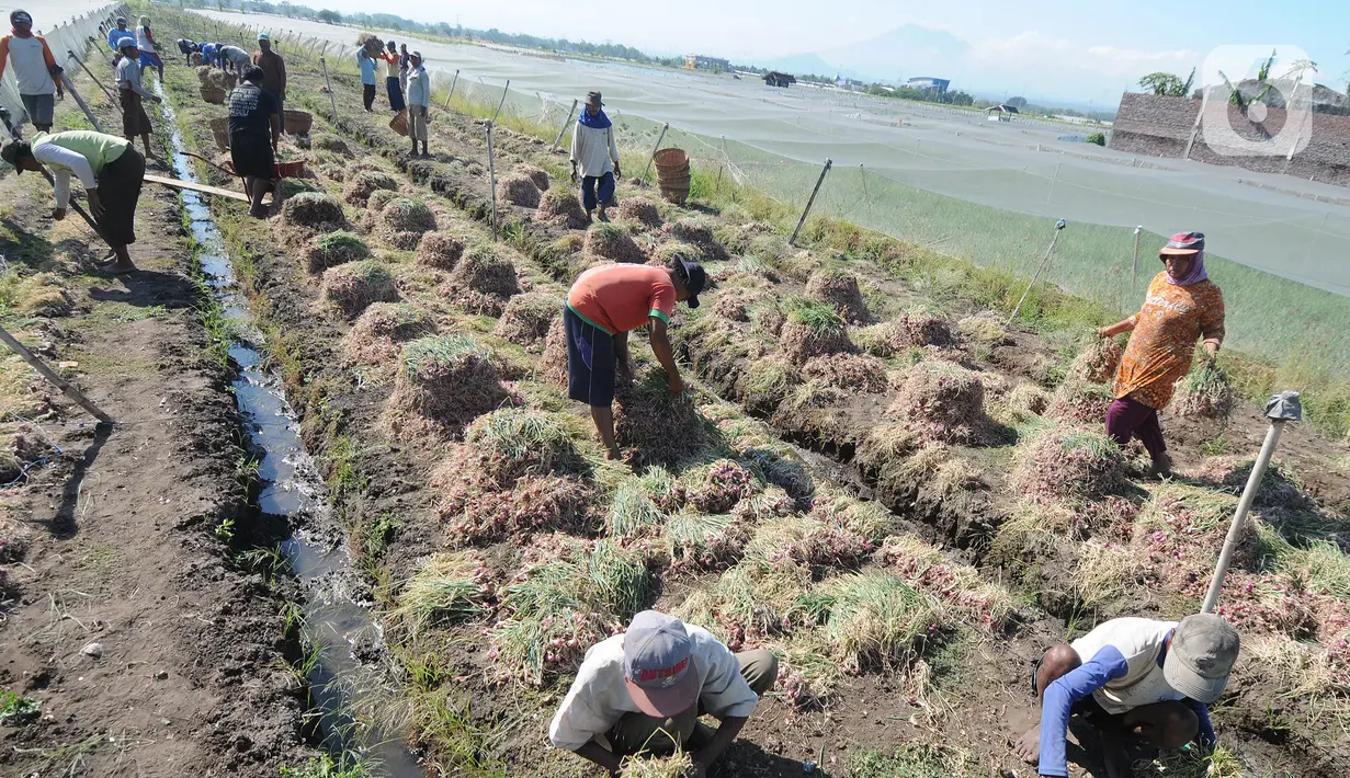 Petani menjemur bawang merah hasil panen di kawasan Leces Probolinggo, Jawa Timur, Minggu (29/8/2021). Turunnya harga bawang merah disebabkan melimpahnya hasil panen para petani dari berbagai kawasan di Pulau Jawa. (merdeka.com/Arie Basuki)