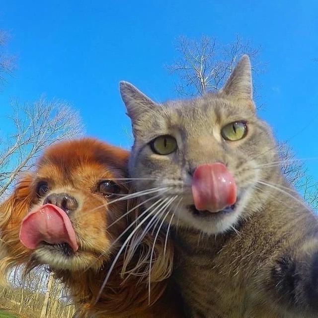 Selfie Kucing Bareng Anjing