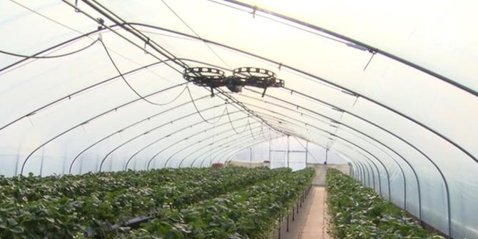 VIDEO: Tingkatkan Produktivitas, Petani di Korsel Gunakan Drone