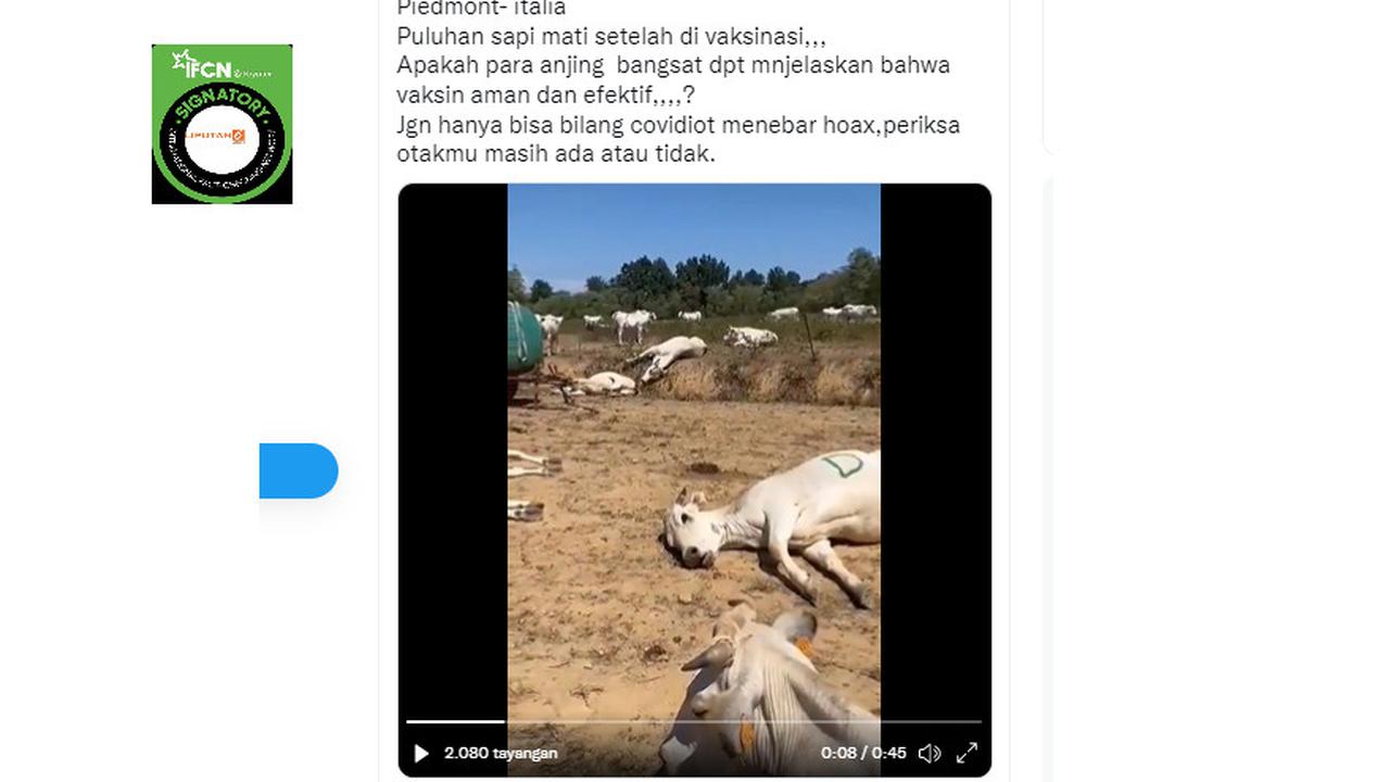 Tangkapan layar klaim puluhan sapi mati setelah divaksinasi