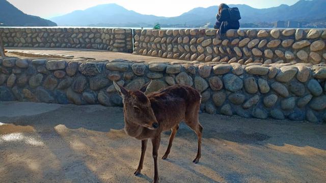 Rusa di Miyajima sebelum ke Kuil Itsukushima.