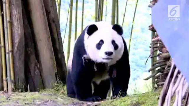 VIDEO: Panda Raksasa Berkeliaran di Desa China