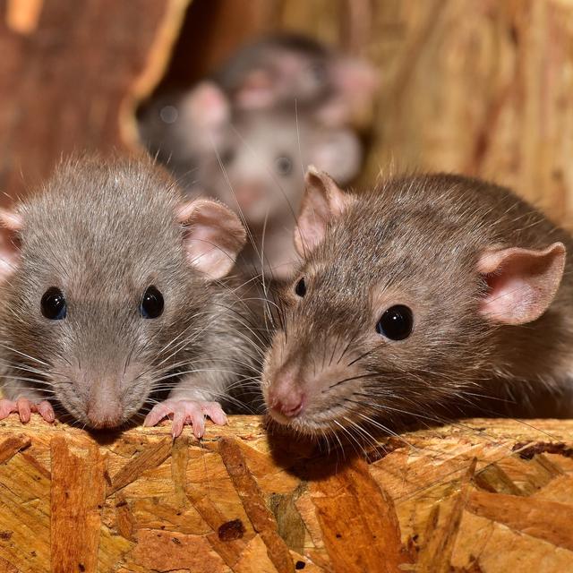 Mengenal 3 Jenis Tikus yang Sering Masuk ke Dalam Rumah