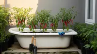 Ide Kebun Cabai dari Bekas Bak Mandi Plastik Tidak Terpakai, Ini Cara Membuatnya