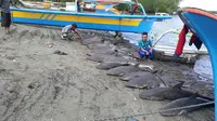 Sejumlah hiu mati dijejerkan di tepi pantai Pohuwato, Gorontalo, dan mengundang kecaman warganet. Namun, nelayan mengaku memiliki hak untuk menangkapnya. (Liputan6.com/Arfandi Ibrahim)