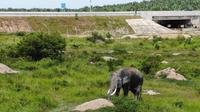 Hutama Karya membangun terowongan gajah di sejumlah titik jalan tol Pekanbaru-Dumai (dok: HK)