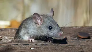 Jangan Keliru, Tikus dan Curut Berbeda dari Fisik hingga Risiko Penyakit