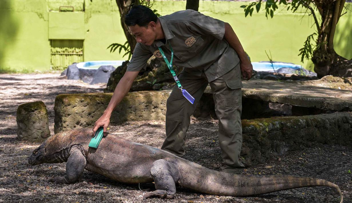 Seorang petugas memeriksa seekor komodo di Kebun Binatang Surabaya, Jawa Timur, pada Rabu 29 April 2026. (JUNI KRISWANTO/AFP)