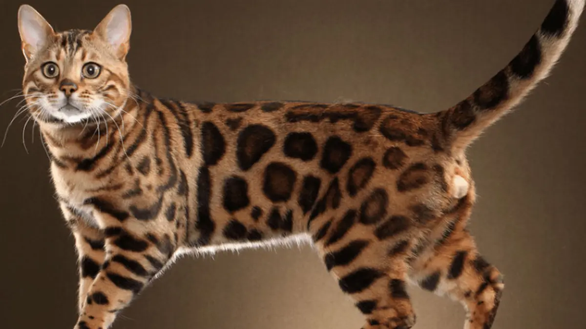 Mau Merawat Kucing Bengal? Cek Dulu Fakta di Bawah Ini! - Hot Liputan6.com