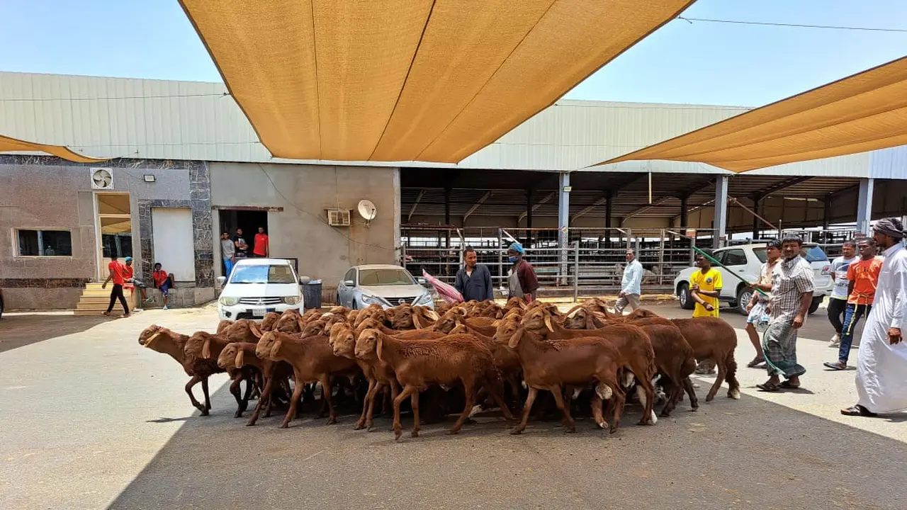 Pasar Anam di Makkah, salah satu tempat membeli kambing untuk membayar dam. (Liputan6.com/Mevi Linawati)