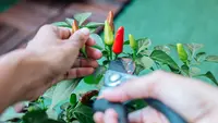10 Kesalahan Menanam Cabai di Pekarangan yang Membuat Hama Berkembang Biak