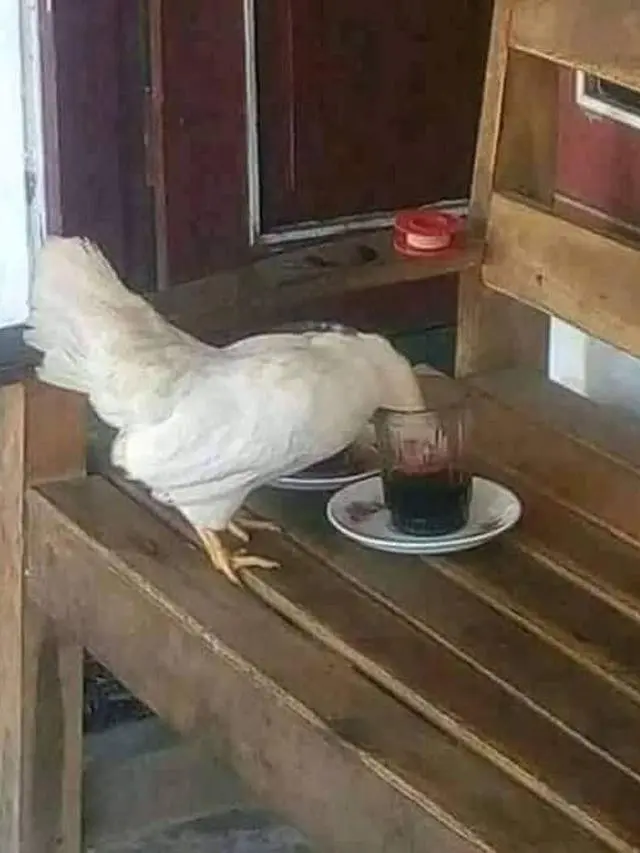 9 Tingkah Ayam Ganggu Manusia Ini Bikin Geregetan, Kocak