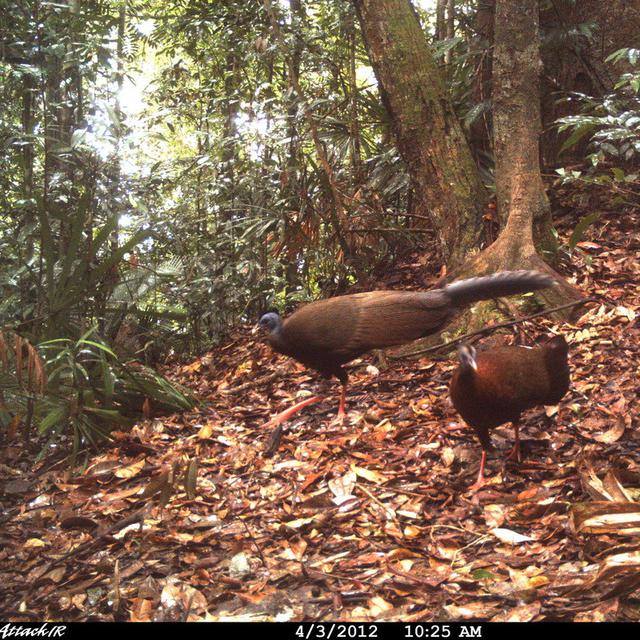Burung Kuau di Hutan Adat Guguk