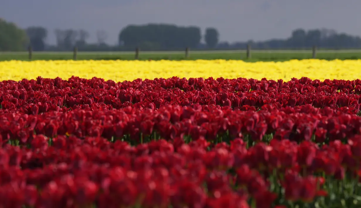 <p>Deretan bunga tulip tumbuh di ladang di Meerdonk, Belgia pada Senin, 25 April 2022. Bunga tulip di Belgia banyak dibudidayakan untuk umbinya saja. (AP Photo/Virginia Mayo)</p>