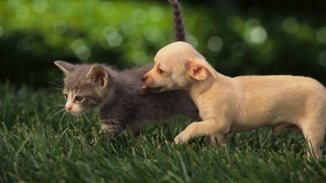  Anjing  Lucu dengan Bulu Paling Sedikit Ini Cocok Kamu 