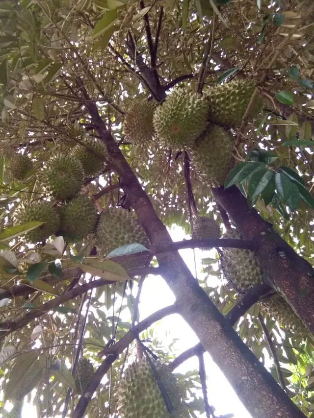 Durian Montong oranye di kebun petani Pangadegan, Purbalingga . (Foto: Liputan6.com/Dinkominfo PBG/Muhamad Ridlo)