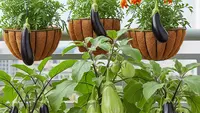 7 Cara Membuat Kebun Terong Gantung Sederhana, Solusi Berkebun di Lahan Terbatas