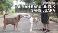 Seekor Pitbull tidak dirawat dengan baik oleh pemiliknya, membuat Doni Herdaru merasa perlu untuk menyelamatkan anjing yang sering memenangkan juara ini dan kemudian mencarikan rumah baru untuk kehidupannya yang lebih baik.