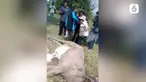 kerbau thumbanail