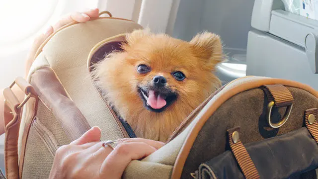 Ilustrasi Anjing di Dalam Tas (sumber: unsplash)