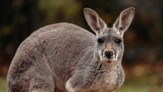 Kangaroo