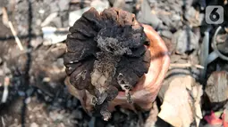 Bunga bangkai jenis Amorphophallus Paeoniifolius tumbuh di halaman SDN Kayuringin Jaya II, Bekasi, Jawa Barat, Selasa (8/10/2019). Bunga bangkai tersebut tumbuh dalam waktu empat tahun sekali. (merdeka.com/Iqbal Nugroho)