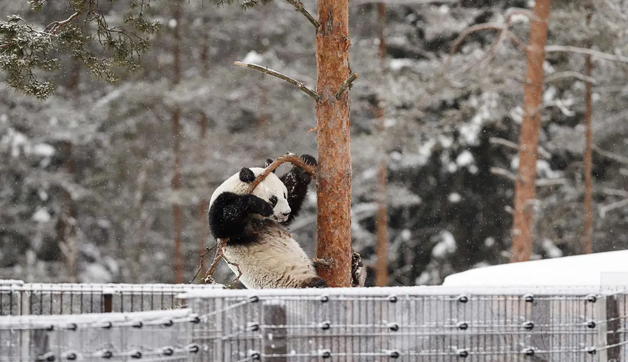 Panda wanita Jin Bao Bao, bernama Lumi dalam bahasa Finlandia bergelantungan di pohon saat bermain salju di kandangnya selama pembukaan Resort Snowpanda di Kebun Binatang Ahtari, di Ahtari, Finlandia, (17/2). (AFP Photo/Lehtikuva/Roni Rekomaa/Finland Out)