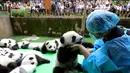 Petugas membantu seekor bayi panda yang jatuh terjungkal saat dipamerkan di atas panggung di pusat penelitian panda di Chengdu, Sichuan, China, Kamis (29/9). Sebanyak 23 anak panda dihadirkan pada panggung ini. (China Daily/via REUTERS)