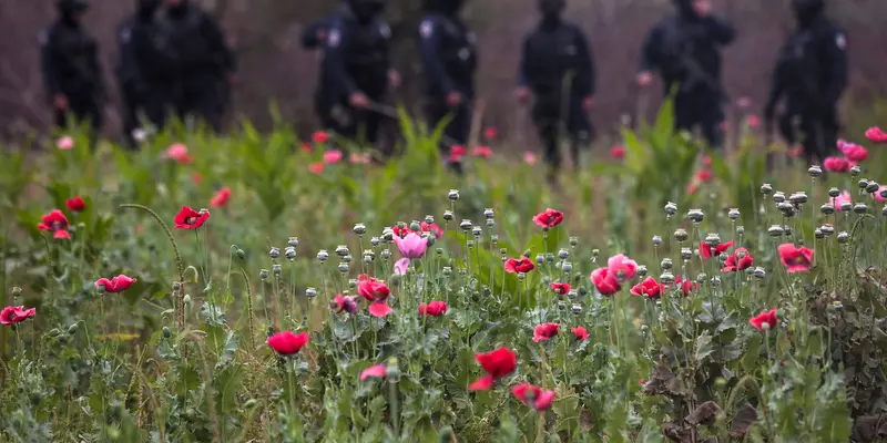 Bunga Poppy, Bunga Cantik yang Jadi Bahan Opium