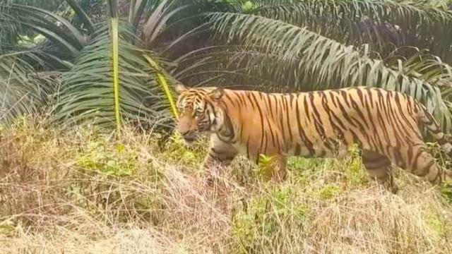 Harimau Sumatra yang pernah terekam warga saat melintas di perkebunan.