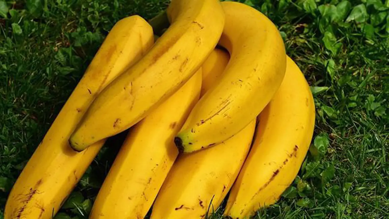 Tups menjaga buah pisang/copyright Pixabay.com