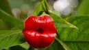 Bunga bernama ilmiah Psychotria elata ini berbentuk seperti bibir manusia. Tanaman kecil ini dapat ditemukan di hutan hujan tropis di Amerika Tengah dan Selatan seperti Kolombia, Kosta Rika, Panama dan Ekuador. (explosion.com)