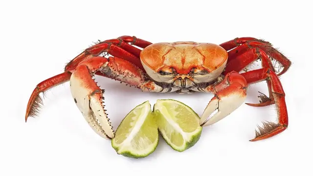Ilustrasi mimpi, kepiting