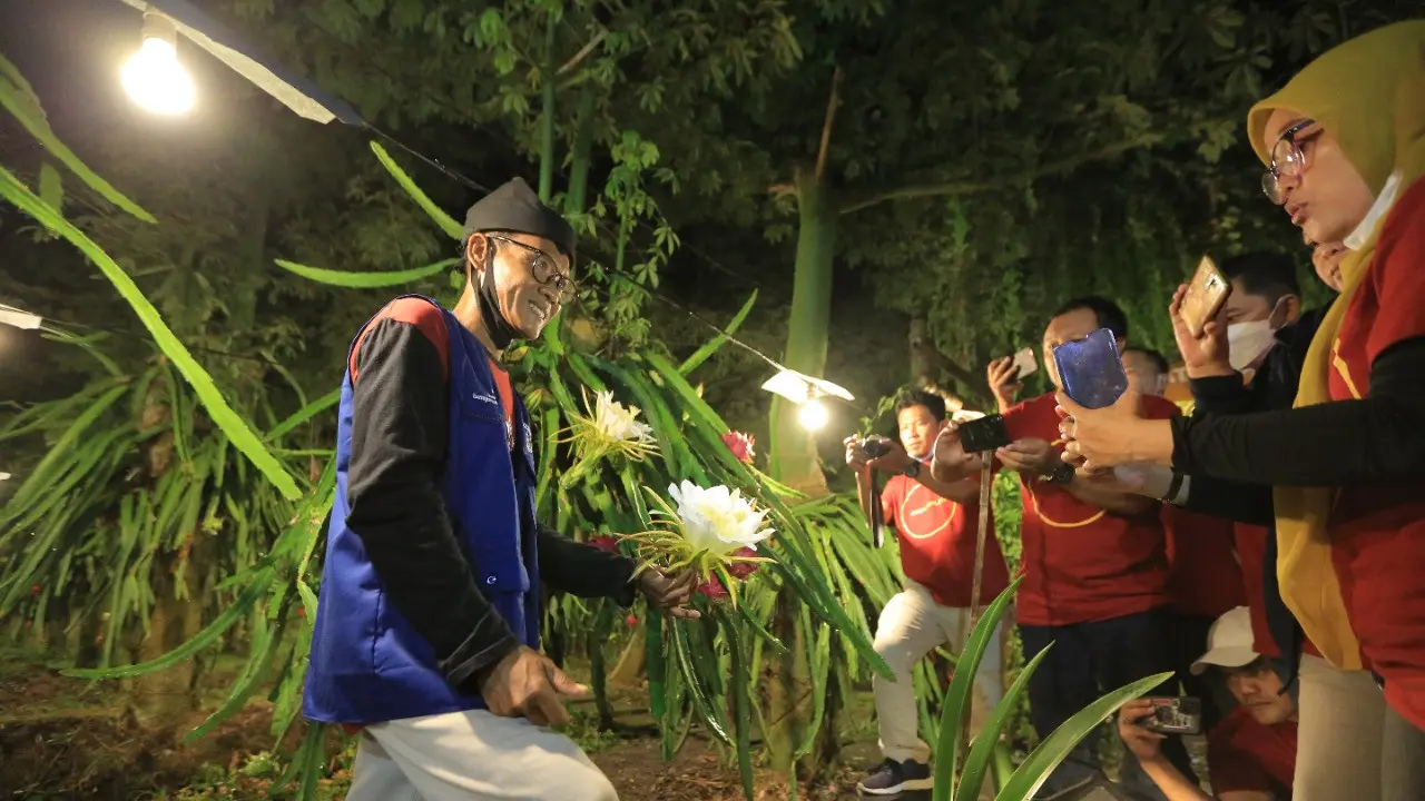 Kebun buah naga di Bayuwangi. (Dian Kurniawan/Liputan6.com)