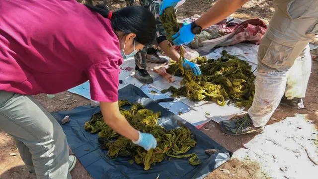 Rusa Mati di Thailand