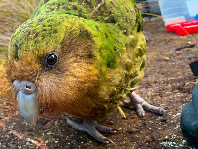Kakapo Spesies Burung Beo Tergemuk Di Dunia Terancam Punah Akibat Jamur Global Liputan6 Com