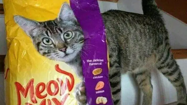 7 Tingkah Konyol Kucing Main dengan Benda Sekitar, Bikin Gemas