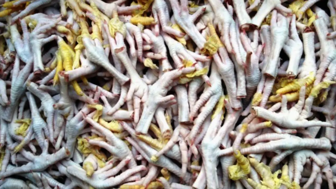 Kaki ayam