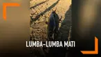 Seekor lumba-lumba ditemukan mati di bibir pantai Nusadua. Dari otopsi awal, diduga lumba-lumba mengalami keracunan.