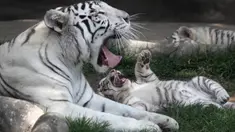 Induk harimau bengal, Clarita bermain dengan salah satu dari tiga anaknya di Kebun Binatang Huachipa, Lima, Peru, Selasa (30/10). Pihak kebun binatang membuka kompetisi untuk memberikan nama bagi tiga bayi Clarita yang berusia 8 minggu. (AP/Martin Mejia)