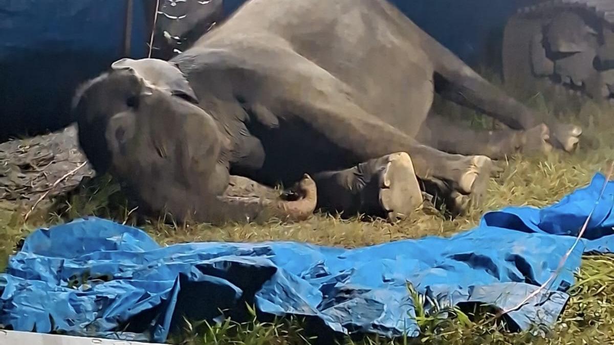 Gajah Ratna Mati Usai Dirawat Intensif di R Zoo &amp; Park, Ini Penyebab Utamanya