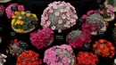 Bunga Rebutia cacti dipajang selama RHS (Royal Horticultural Society) Chelsea Flower Show, London, Senin (21/5). Festival tahunan ini yang diadakan selama lima hari pada bulan Mei oleh Royal Horticultural Society. (Daniel LEAL-OLIVAS/AFP)