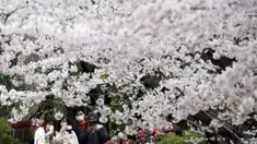 Orang-orang yang memakai masker berjalan-jalan di bawah bunga sakura yang mekar penuh di Kuil Zojoji, Tokyo, Jepang, Selasa (29/3/2022). (AP Photo/Koji Sasahara)