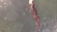 Sebuah video merekam pertarungan buaya dan hiu yang berebut makanan